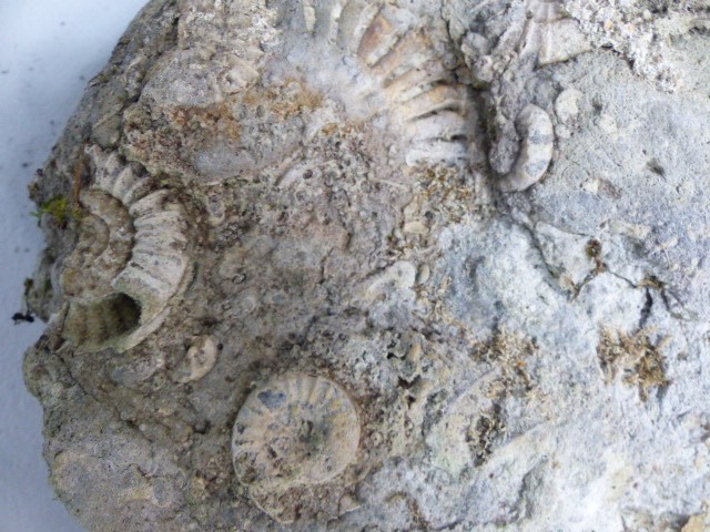 Large fossil rock set with ammonites - Image 2 of 2