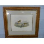 Print of Meadow Pippits in burled frames by Gould