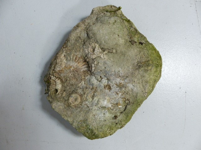 Large fossil rock set with ammonites