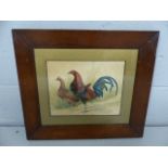 Watercolour depicting Old English Game Cock and Hen. Unsigned and mounted in a mahogany veneer