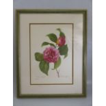 P J Redoute 'Camelia Panache' framed print