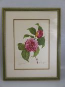 P J Redoute 'Camelia Panache' framed print