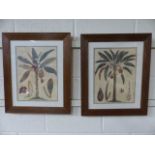 Antique Botanical etching depicting Banana trees with cross cut sections of the Fruit and leaves.