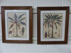 Antique Botanical etching depicting Banana trees with cross cut sections of the Fruit and leaves.