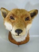 Taxidermy - Fox Head (closed mouth) mounted upon a typical oak shield