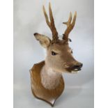 Taxidermy - Deers Head mounted upon a typical oak Shield