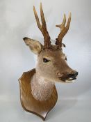 Taxidermy - Deers Head mounted upon a typical oak Shield