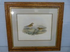 Print of Meadow Pippits in burled frames by Gould