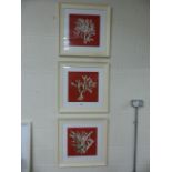 Three framed contemporary prints of marine corals. Each approx. 61.5cm x 61.5cm including frame
