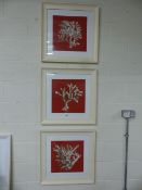 Three framed contemporary prints of marine corals. Each approx. 61.5cm x 61.5cm including frame