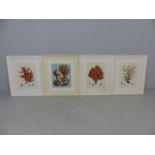 Four framed contemporary prints of marine coral and shells. Each approx. 59.5cm x 51.5cm including
