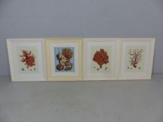 Four framed contemporary prints of marine coral and shells. Each approx. 59.5cm x 51.5cm including