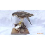 Stuffed sparrow hawk and blackbird on wooden plinth