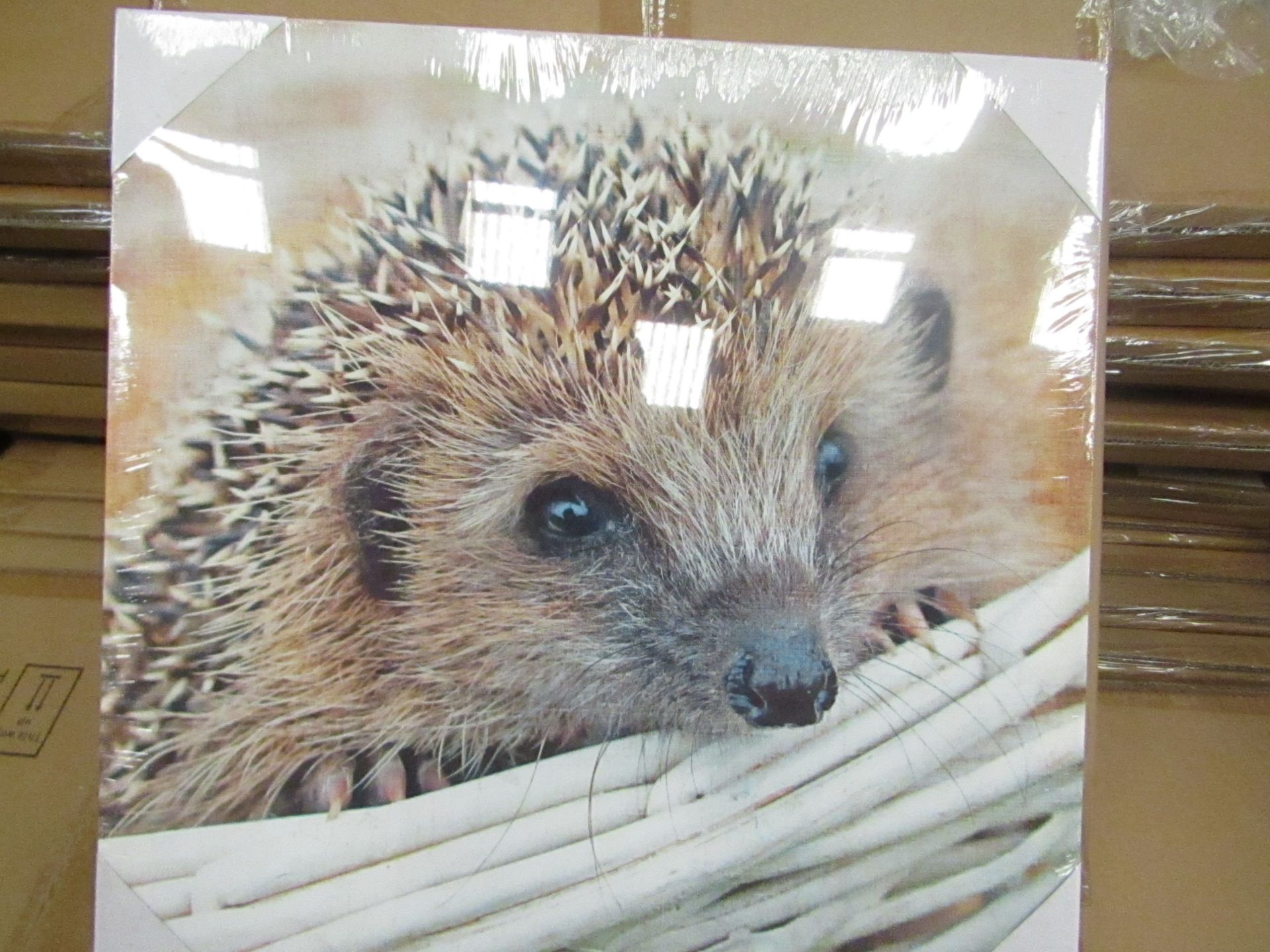 10 x "Hedgehog" Canvas Prints size 48cm x 48cm new & packaged