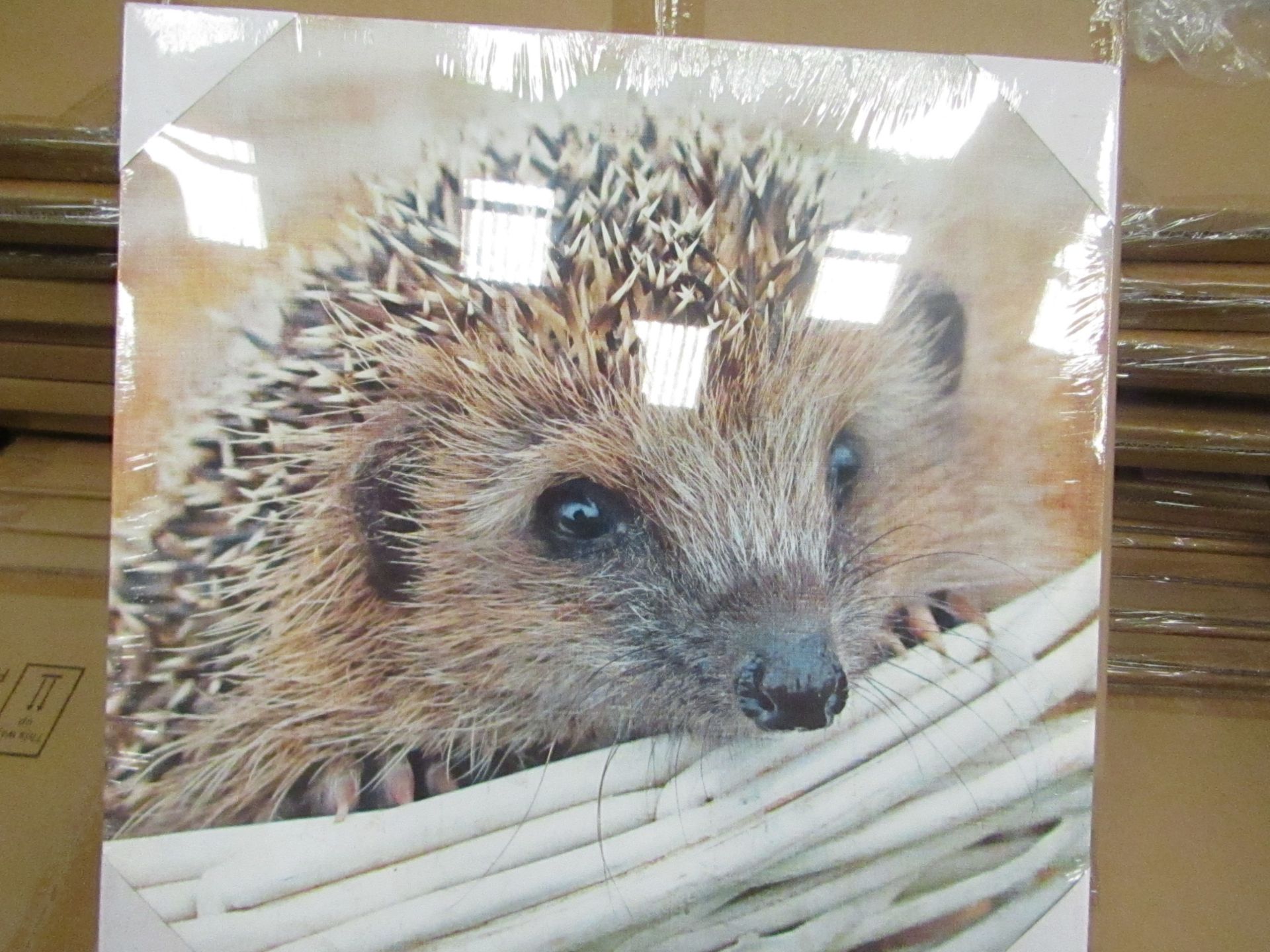 10 x "Hedgehog" Canvas Prints size 48cm x 48cm new & packaged