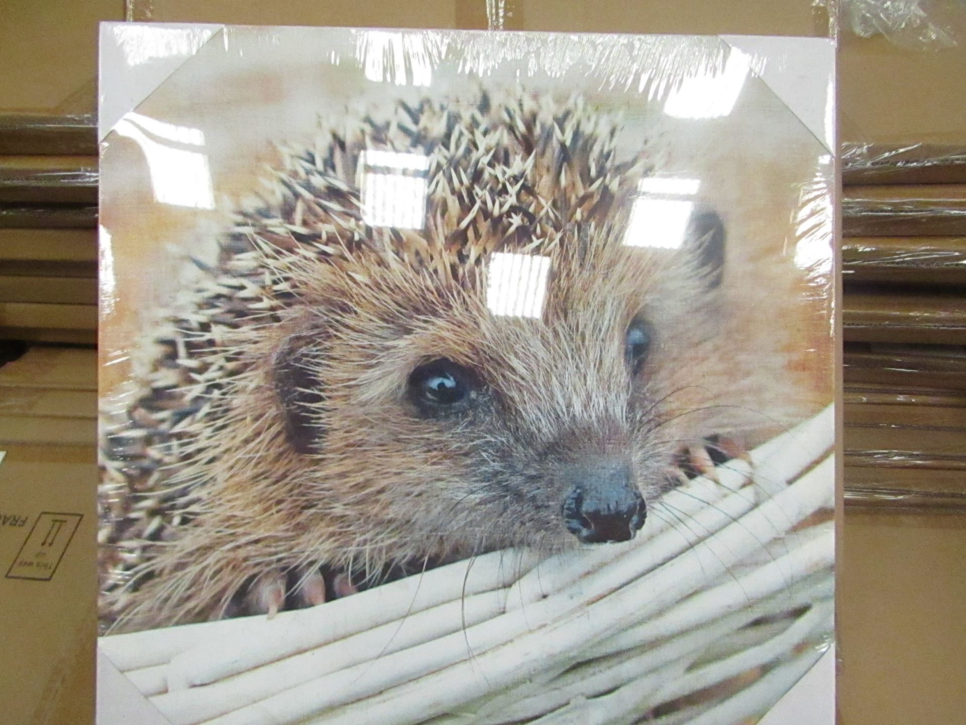 10 x "Hedgehog" Canvas Prints size 48cm x 48cm new & packaged