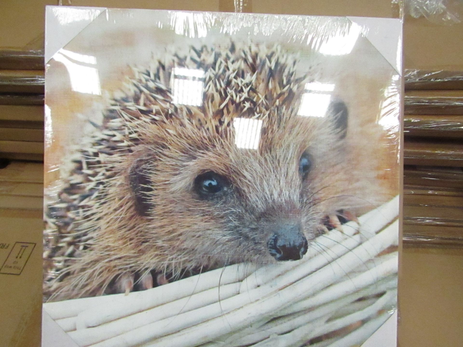 10 x "Hedgehog" Canvas Prints size 48cm x 48cm new & packaged