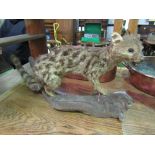 Taxidermy wild cat. Estimate £30-50.