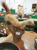 Taxidermy stoat on wooden plinth. Estimate £30-50.