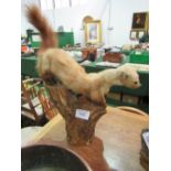 Taxidermy stoat on wooden plinth. Estimate £30-50.