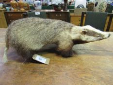 Large taxidermy badger in good condition. Estimate £50-80.