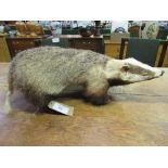 Large taxidermy badger in good condition. Estimate £50-80.