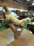 Taxidermy stoat on wooden plinth. Estimate £25-30.