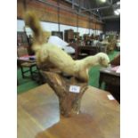 Taxidermy stoat on wooden plinth. Estimate £25-30.