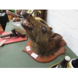 A boar's head on wooden shield. Estimate £20-30.