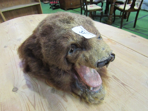 Very unusual late 19th-early 20th century Folk Art Taxidermy Bear Head, thought to be of American