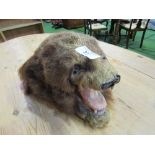 Very unusual late 19th-early 20th century Folk Art Taxidermy Bear Head, thought to be of American