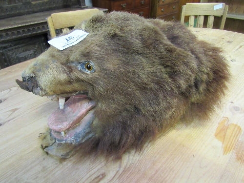 Very unusual late 19th-early 20th century Folk Art Taxidermy Bear Head, thought to be of American - Image 2 of 2