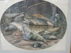 Framed & glazed lithograph of fish & antique fishing tackle. Estimate £40-50.