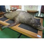 Very large museum quality Californian Sea Lion Taxidermy after the manner of Roland Ward (believed