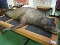 Very large museum quality Californian Sea Lion Taxidermy after the manner of Roland Ward (believed