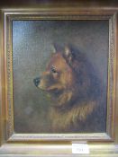 Framed & glazed oil on canvas of a chow chow, not signed