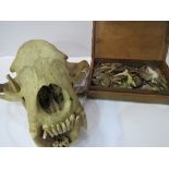 Bear's skull & box containing animal claws & teeth. Estimate £30-50. * (See note on CITIES)