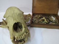 Bear's skull & box containing animal claws & teeth. Estimate £30-50. * (See note on CITIES)