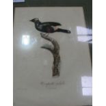 2 German bird prints