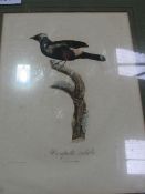 2 German bird prints