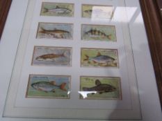 4 framed & glazed cigarette cards: 2 of fish; fire engines; caricatures; plus flags of the British