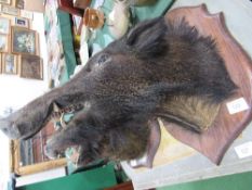 Long snout wild boar's head on shield, taxidermy, circa 1900. Estimate £110-120