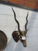 19th century African Impala head on shield, double carved & ribbed horns. Estimate £90-120