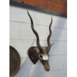 19th century African Impala head on shield, double carved & ribbed horns. Estimate £90-120