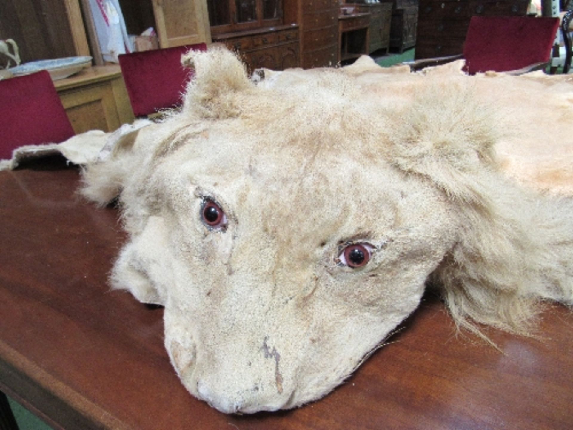 Wearable vintage male lion full skin for mounting or rug with full head. Estimate £150-200 - Image 4 of 4