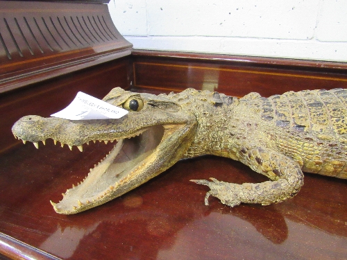 19th century large alligator taxidermy in good condition, 94cms long. Estimate £150-180 - Image 3 of 5