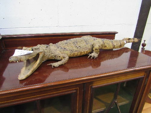 19th century large alligator taxidermy in good condition, 94cms long. Estimate £150-180