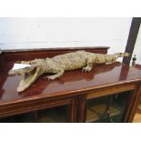 19th century large alligator taxidermy in good condition, 94cms long. Estimate £150-180