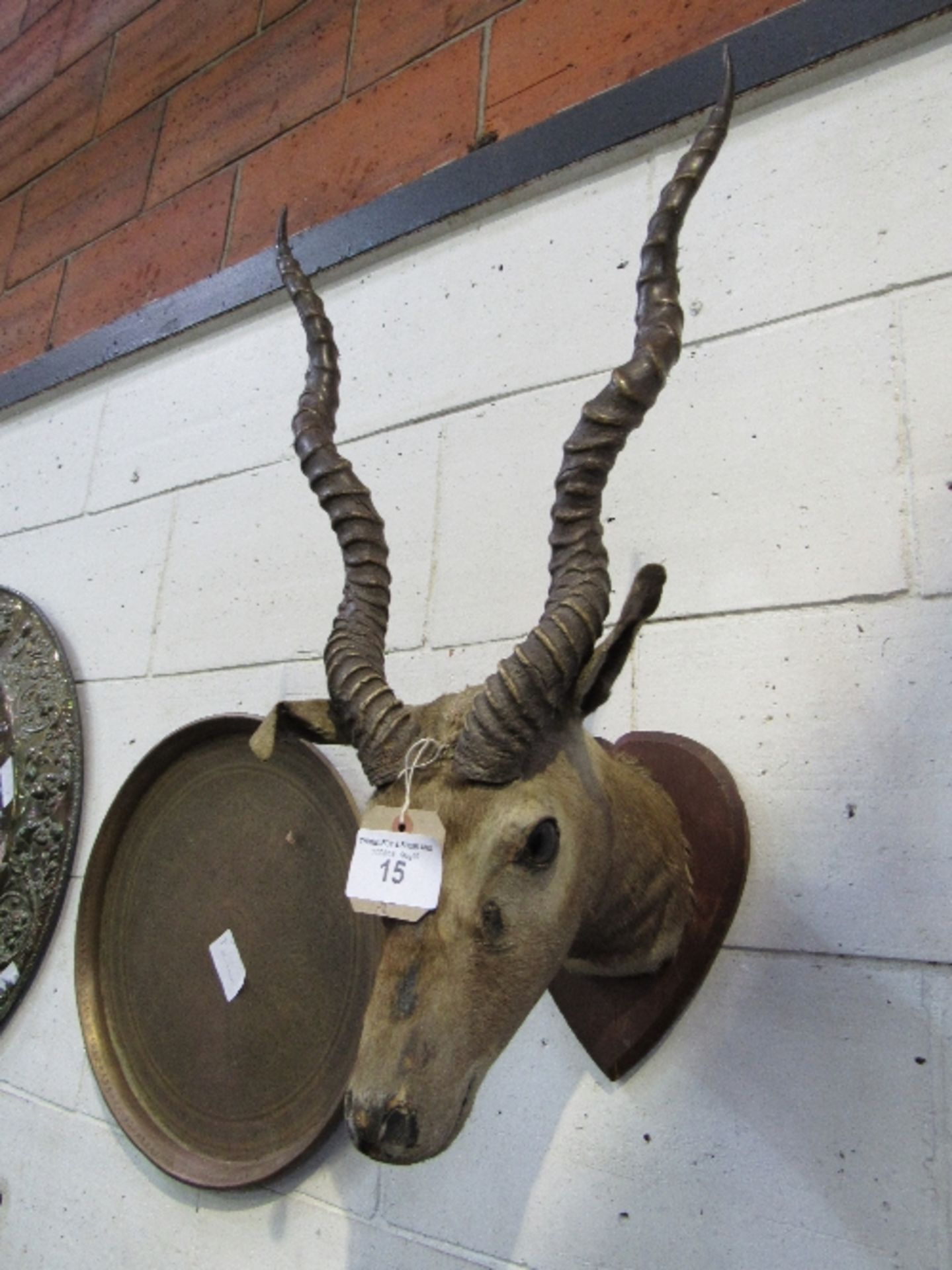 19th century African Impala head on shield, double carved & ribbed horns. Estimate £90-120 - Image 3 of 3