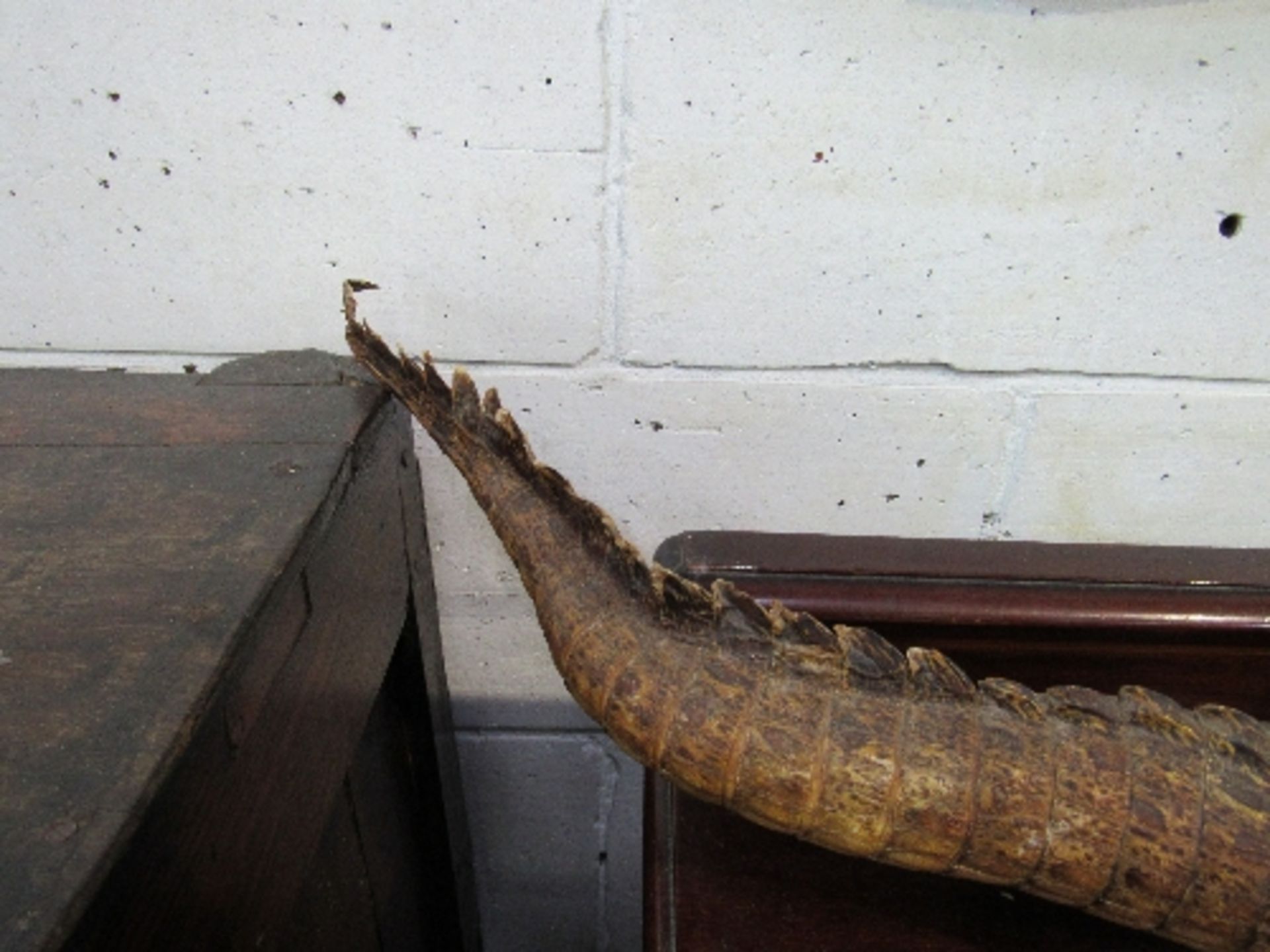 19th century large alligator taxidermy in good condition, 110cms long. Estimate £150-180 - Image 3 of 5